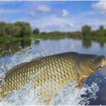 Loài cá quen thuộc ở châu Á khiến cả Tổng thống Mỹ Trump bận tâm ca chep 1759803761088 1759803761883639764460