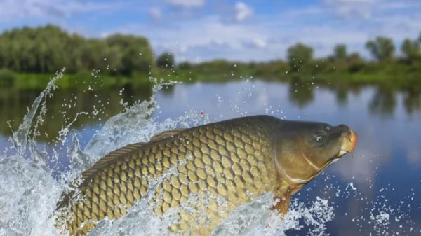 Loài cá quen thuộc ở châu Á khiến cả Tổng thống Mỹ Trump bận tâm ca chep 1759803761088 1759803761883639764460