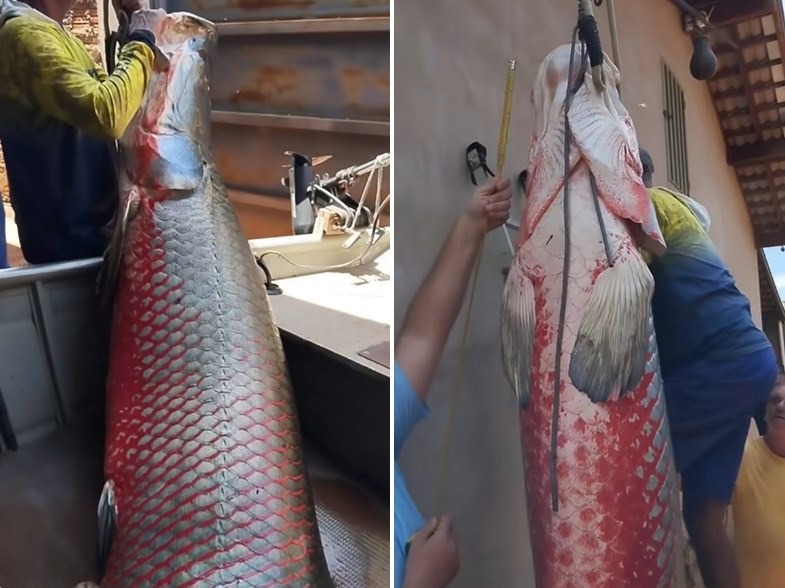 Ngư dân bắt được con cá hải tượng long nặng 165kg trên sông- Ảnh 1.