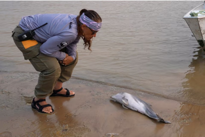 Hàng trăm cá heo chết dồn dập suốt 2 tháng ở Amazon, nước hồ chuyển đỏ: Giới khoa học đứng ngồi không yên- Ảnh 5. Hàng trăm cá heo chết dồn dập suốt 2 tháng ở Amazon, nước hồ chuyển đỏ: Giới khoa học đứng ngồi không yên- Ảnh 5.