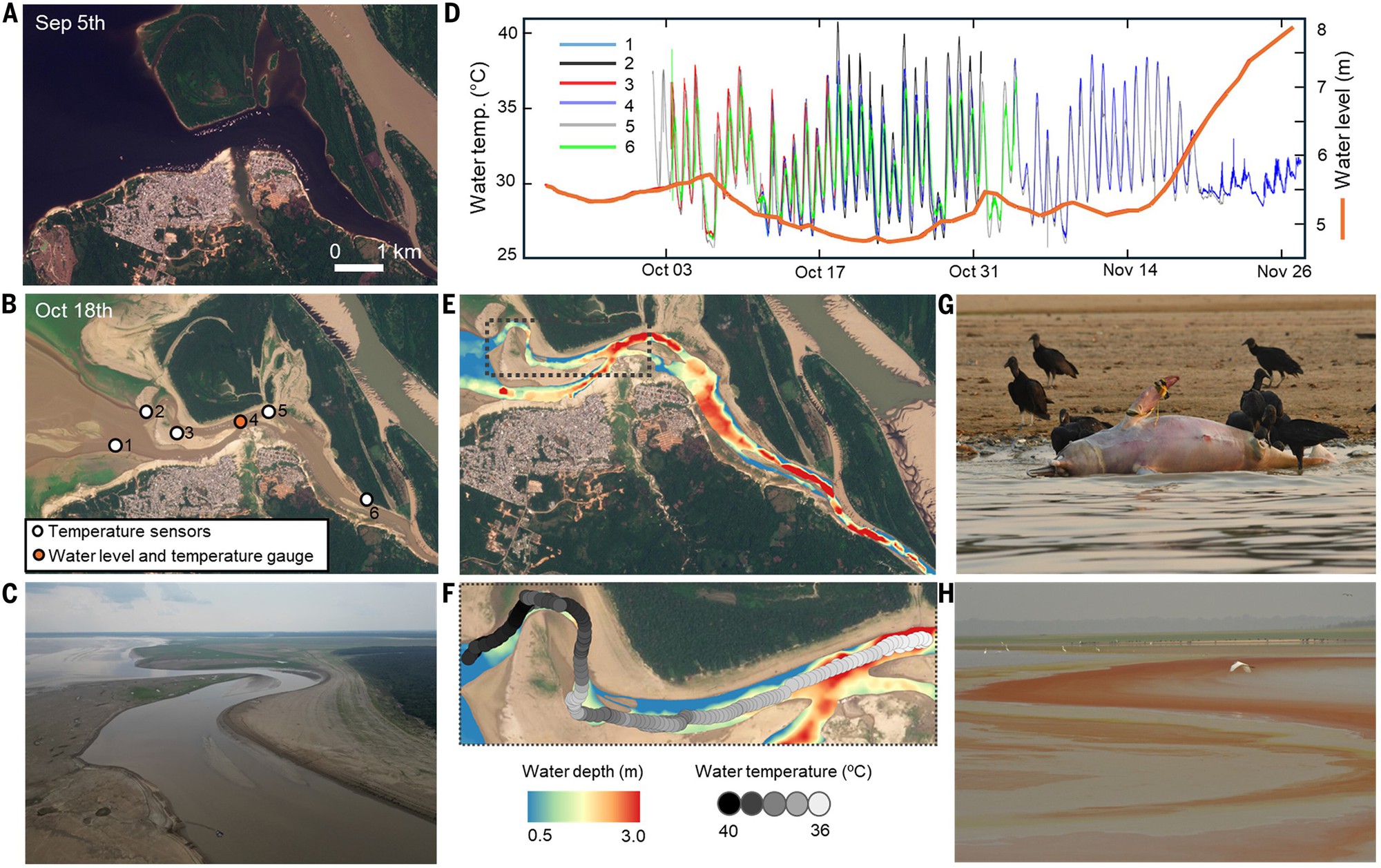 Hàng trăm cá heo chết dồn dập suốt 2 tháng ở Amazon, nước hồ chuyển đỏ: Giới khoa học đứng ngồi không yên- Ảnh 2. Hàng trăm cá heo chết dồn dập suốt 2 tháng ở Amazon, nước hồ chuyển đỏ: Giới khoa học đứng ngồi không yên- Ảnh 2.