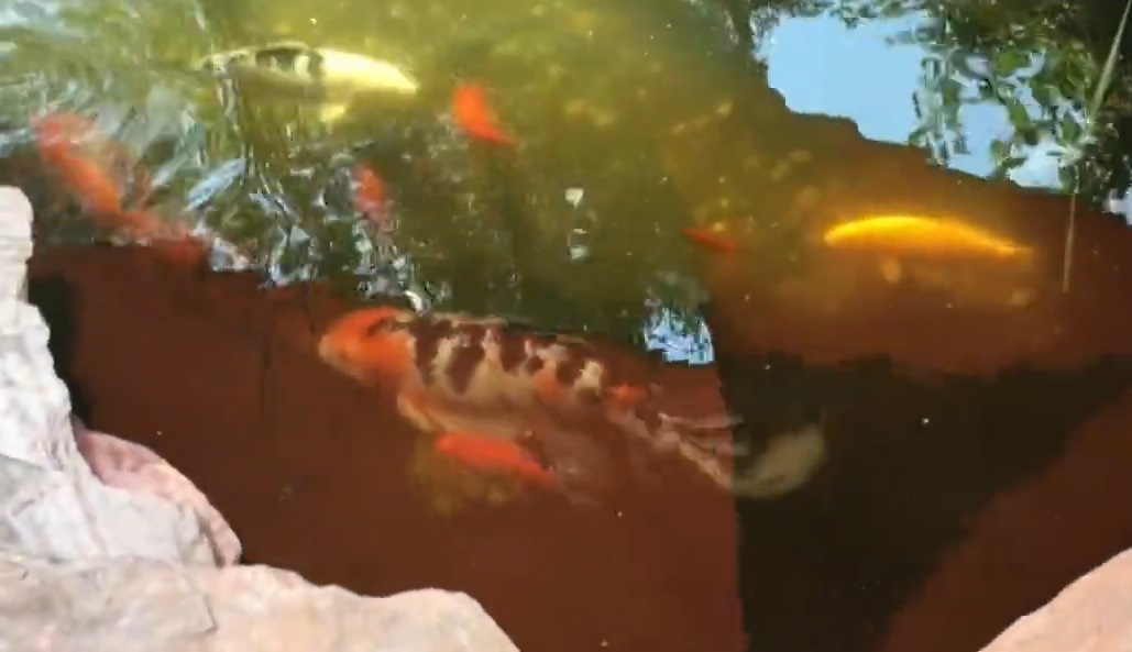 Đàn cá Koi bị ăn thịt, người phụ nữ sốc nặng khi biết Đàn cá Koi bị ăn thịt, người phụ nữ sốc nặng khi biết