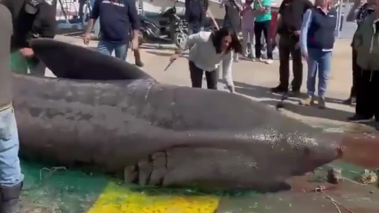 Hàng chục người dân đến xem con cá mập khổng lồ khi nó nằm trên bến cảng.