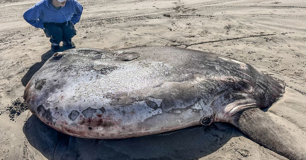 Phát hiện "thủy quái" khổng lồ dài 2,2 mét trên cạn: Hiếm đến mức không thể lý giải vì sao xuất hiện ca mat troi 2 1718930984115 176464915950518813945 1764652418956 1764652419209578171958 0 48 765 1272 crop 17646524343671697905708png