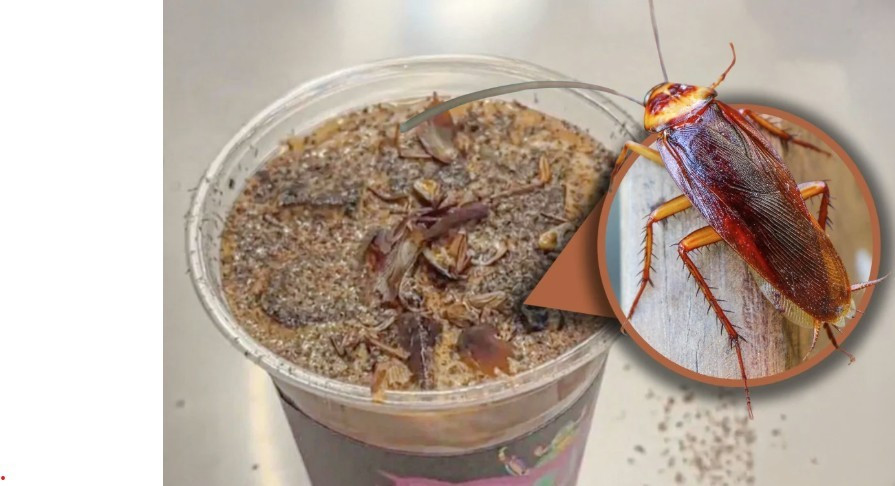 Cà phê gián gây sốc ở Trung Quốc- Ảnh 1.