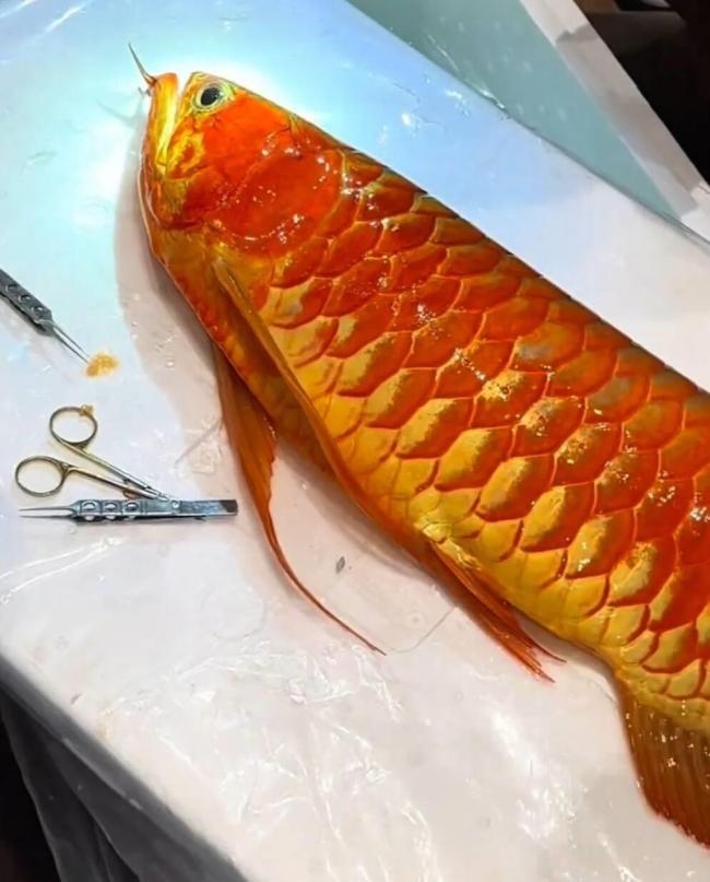 Cá rồng được trả hơn 3,6 tỷ đồng, người đàn vẫn từ chối bán- Ảnh 1.