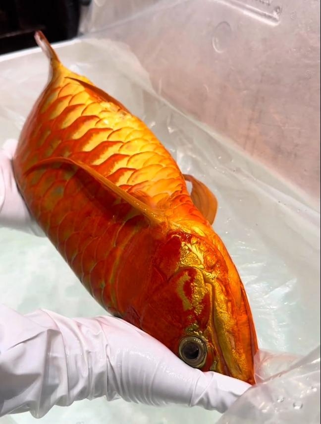 Cá rồng được trả hơn 3,6 tỷ đồng, người đàn vẫn từ chối bán- Ảnh 2.