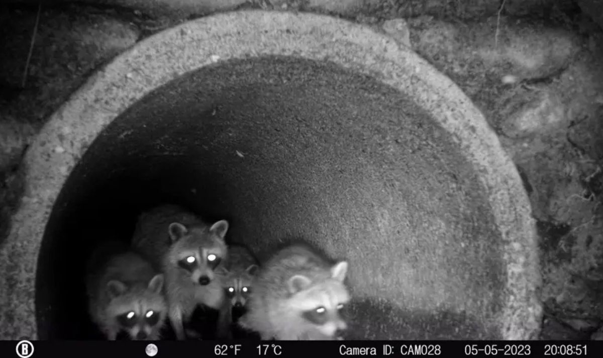 Phát hiện cảnh tượng không tưởng khi đặt camera xuống hệ thống cống rãnh của thành phố- Ảnh 1.