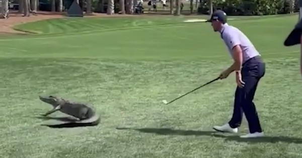 Người đàn ông dùng gậy golf xua đuổi cá sấu khổng lồ và cái kết bất ngờ 28 Người đàn ông dùng gậy golf xua đuổi cá sấu khổng lồ và cái kết bất ngờ ca sau 1740720185976989624833 1740735848106 17407358482432112082982 0 0 720 1152 crop 17407358573961375432850jpg