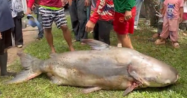 Ngư dân bắt được con cá tra dầu khổng lồ nặng 200kg trên sông 29 Ngư dân bắt được con cá tra dầu khổng lồ nặng 200kg trên sông ca tra dau khong lo 17622273925971088980366 1762340781932 1762340782454485467400 0 0 707 1131 crop 17623408090571471243929jpg