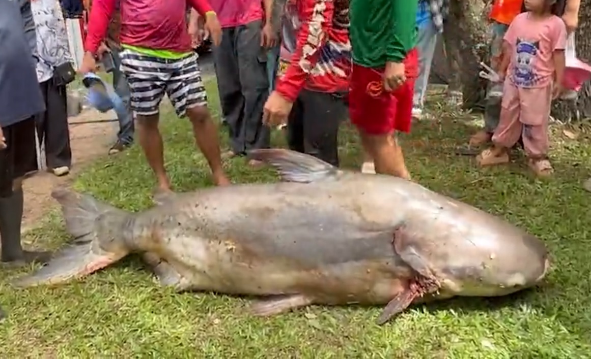 Ngư dân bắt được con cá tra dầu khổng lồ nặng 200kg trên sông- Ảnh 1.