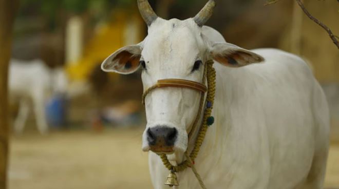 Các bác sĩ sốc nặng khi lấy ra thứ