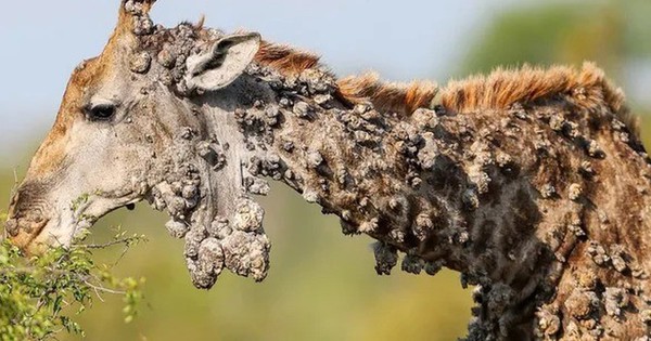 Căn bệnh lạ khiến hươu cao cổ có ngoại hình kỳ dị, u nhú nổi khắp người can benh la khien huou cao co co ngoai hinh ky di u nhu noi khap nguoi 1742187608294272304712 0 0 366 586 crop 1742187639146848921438 17421966117651917686707jpg