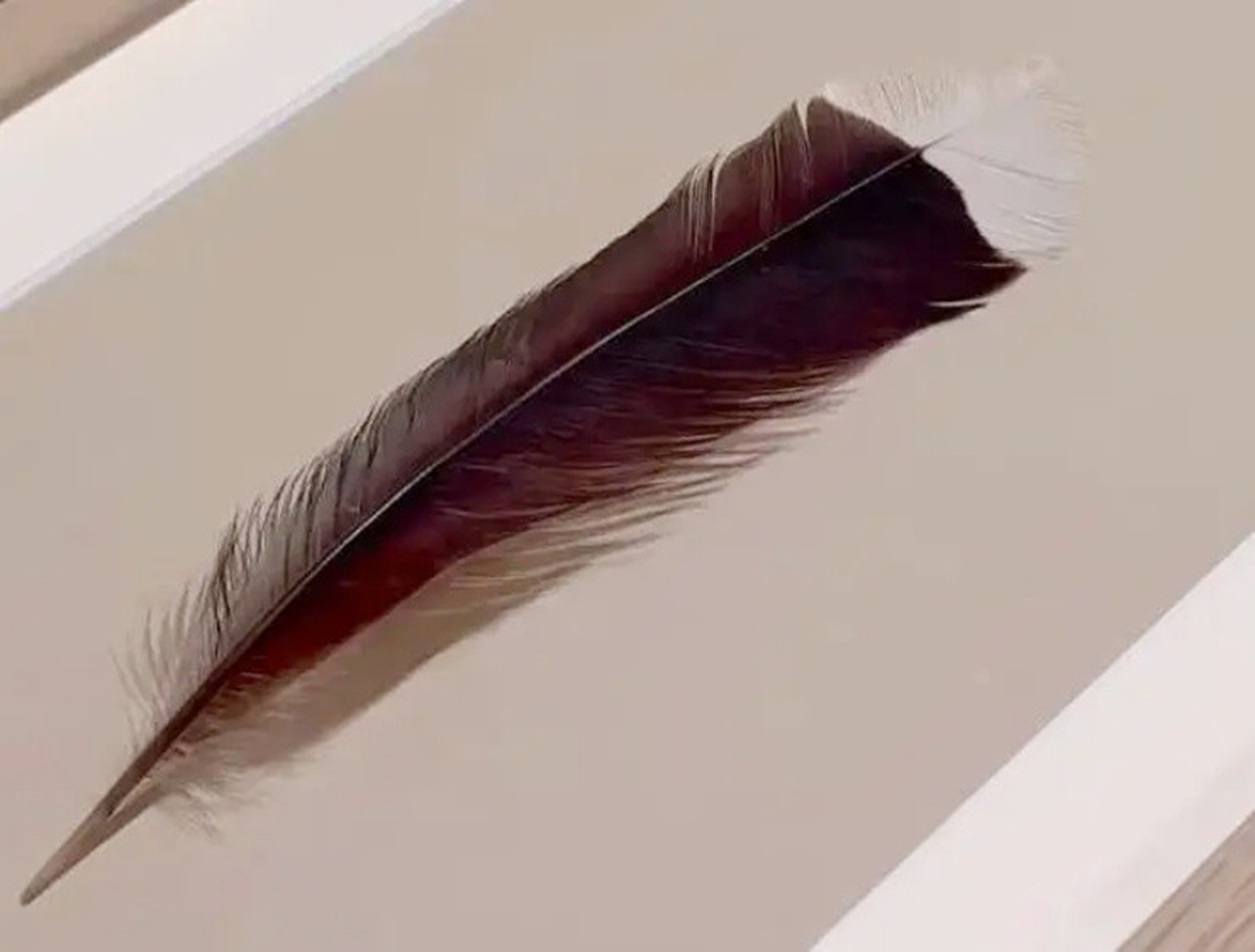 Cận cảnh chiếc lông chim hơn 700 triệu đồng, có gì đặc biệt mà