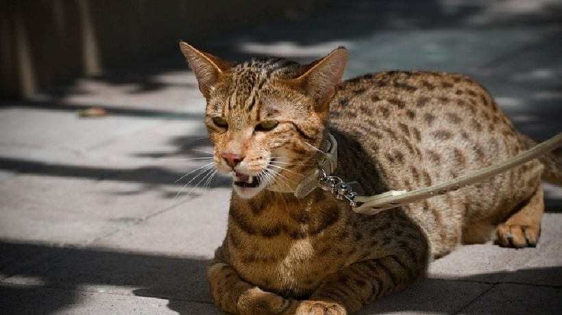 Cận cảnh con mèo giá 2,5 tỷ đồng, đại gia