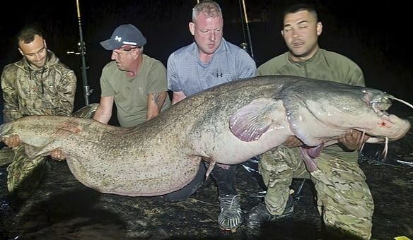 Cần thủ câu được con cá khổng lồ dài 2,97 mét, nặng 117kg- Ảnh 1.