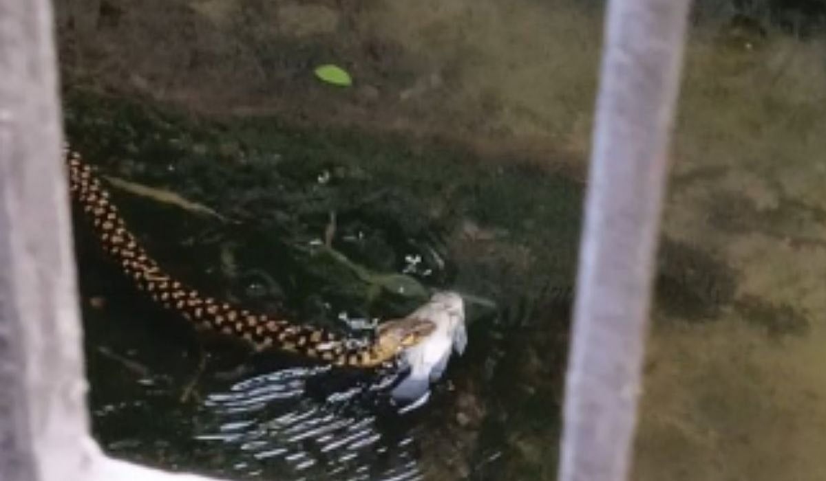 Nhìn ra sân, người dân sốc nặng khi chứng kiến cảnh tượng trước mắt- Ảnh 1. Nhìn ra sân, người dân sốc nặng khi chứng kiến cảnh tượng trước mắt- Ảnh 1.