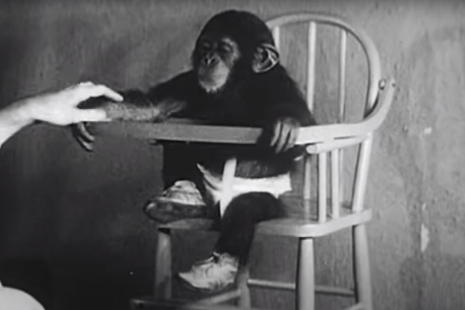 Người đàn ông nuôi con trai 10 tháng tuổi cùng một con tinh tinh, cái kết khiến ai nấy đều xót xa- Ảnh 2. Người đàn ông nuôi con trai 10 tháng tuổi cùng một con tinh tinh, cái kết khiến ai nấy đều xót xa- Ảnh 2.