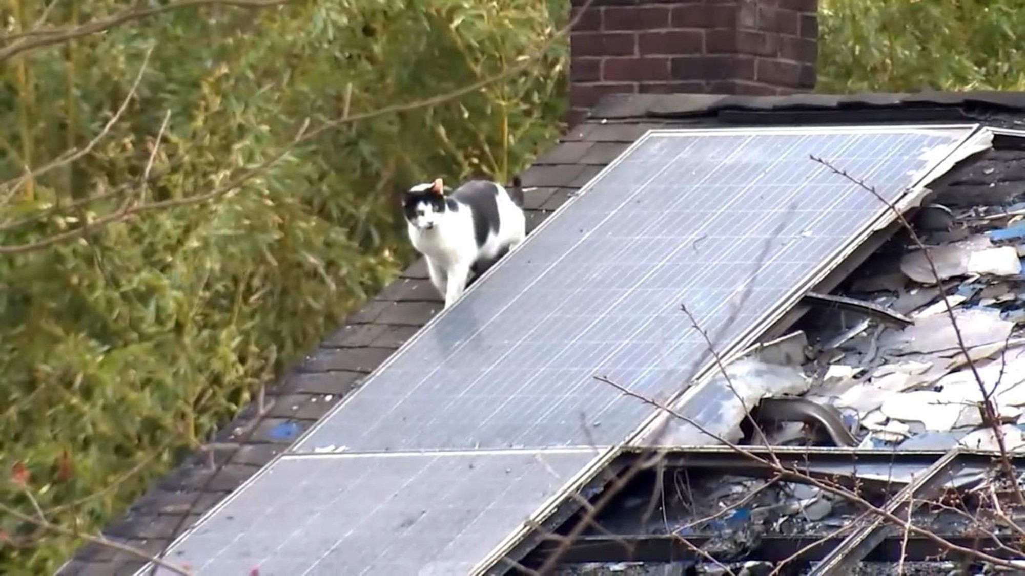 Thương tâm: 100 chú mèo bị thiêu rụi trong 1 buổi sáng- Ảnh 2.