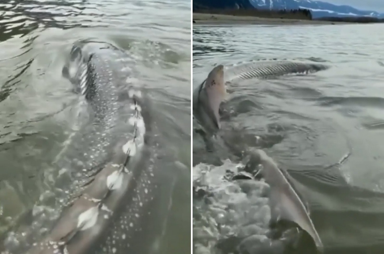 Người đàn ông câu được con cá khổng lồ nặng 270kg trên sông- Ảnh 1. Người đàn ông câu được con cá khổng lồ nặng 270kg trên sông- Ảnh 1.