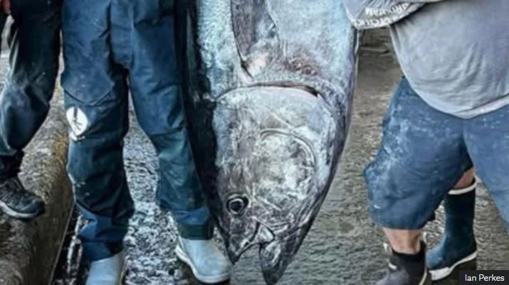 Câu được cá ngừ khổng lồ nặng 210kg, ngư dân liền bán với giá 70 triệu đồng- Ảnh 2. Câu được cá ngừ khổng lồ nặng 210kg, ngư dân liền bán với giá 70 triệu đồng- Ảnh 2.