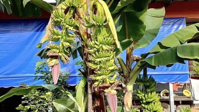 Cây chuối bỗng xảy ra hiện tượng lạ, người dân đổ xô đến xem- Ảnh 1.