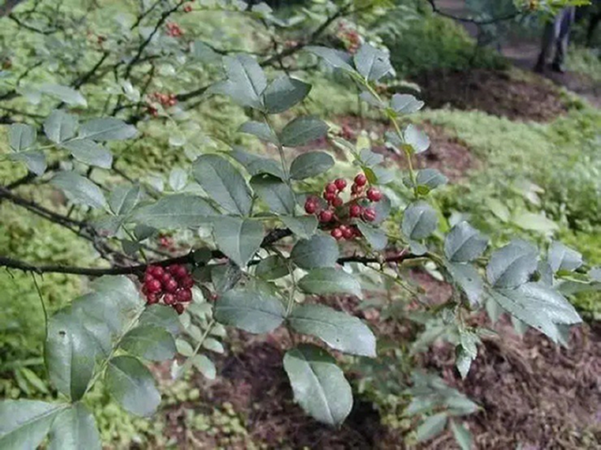 Cây xưa chỉ trồng lấy quả, nay hái lá đem bán cũng Cây xưa chỉ trồng lấy quả, nay hái lá đem bán cũng