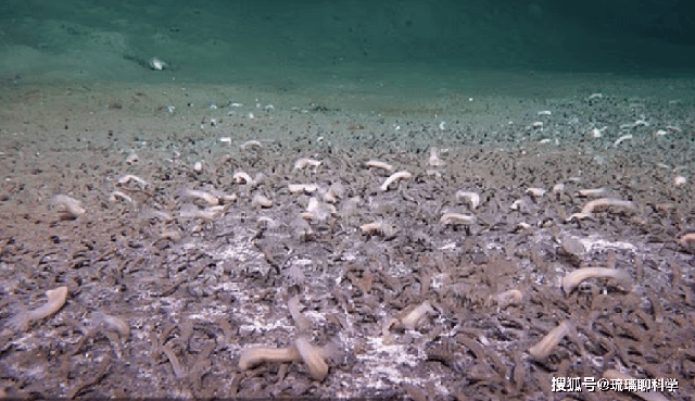 Ở độ sâu 9533 mét dưới biển, các nhà khoa học đã phát hiện ra một quần thể sinh vật siêu lớn, làm đảo lộn nhận thức của con người- Ảnh 3.