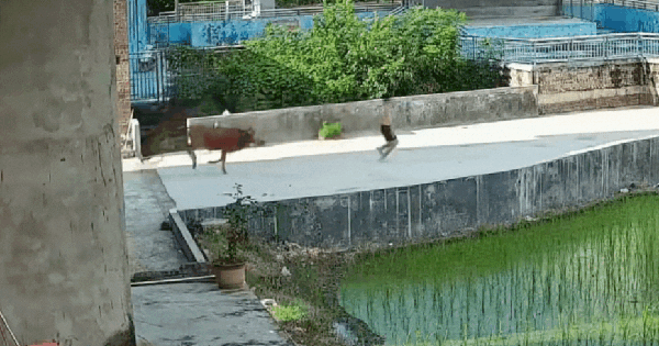 Đang đi dạo, bỗng phát hiện cảnh tượng nổi da gà chàng trai chạy như "tên bắn" 30 Đang đi dạo, bỗng phát hiện cảnh tượng nổi da gà chàng trai chạy như "tên bắn" chai phat hien canh tuong noi da ga 17561278132681371797546 0 0 751 1200 crop 17561278446601895905978 17561857284171635599026 0 0 581 930 crop 1756185752276436167365gifpng