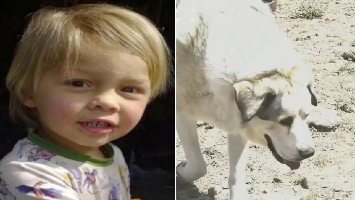 Một cậu trẻ 2 tuổi mất tích đã được một chú chó chăn nuôi tên là Buford phát hiện và bảo vệ ở vùng sa mạc Arizona. Một cậu trẻ 2 tuổi mất tích đã được một chú chó chăn nuôi tên là Buford phát hiện và bảo vệ ở vùng sa mạc Arizona.