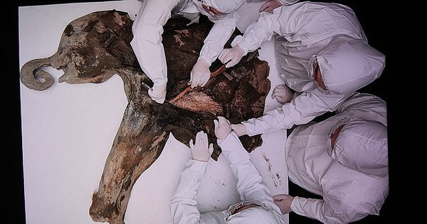 Các nhà khoa học chuẩn bị đối phó với loại virus mới có thể gây ra đại dịch tiếp theo trên toàn cầu cherscanbeseengatheringsamplesfromyanaforfurther a 431744739124979 17447736577402050314589 1744774822879 174477482297871352899 11 0 407 634 crop 174477484758426285747jpg