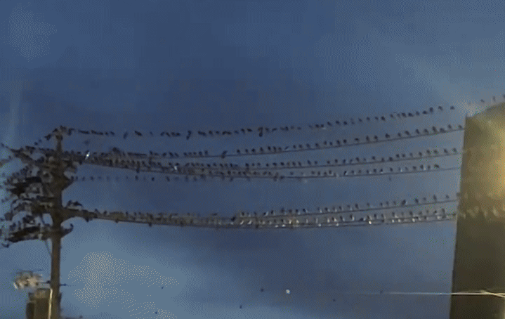 Hàng nghìn con chim đen phủ kín trụ điện ở Nhật Bản: Hiện tượng thiên nhiên hay lời cảnh báo?- Ảnh 1.