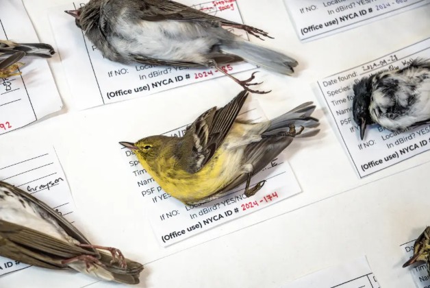 Hàng triệu con chim có hành vi lạ trên bầu trời, nhà khoa học cảnh báo: Dấu hiệu chẳng lành cho nhân loại- Ảnh 4.