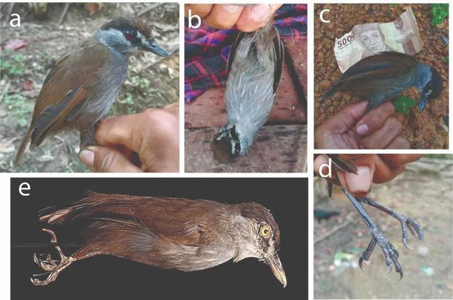 Lần theo manh mối được cung cấp tới vách đá, chuyên gia hân hoan tìm thấy loài