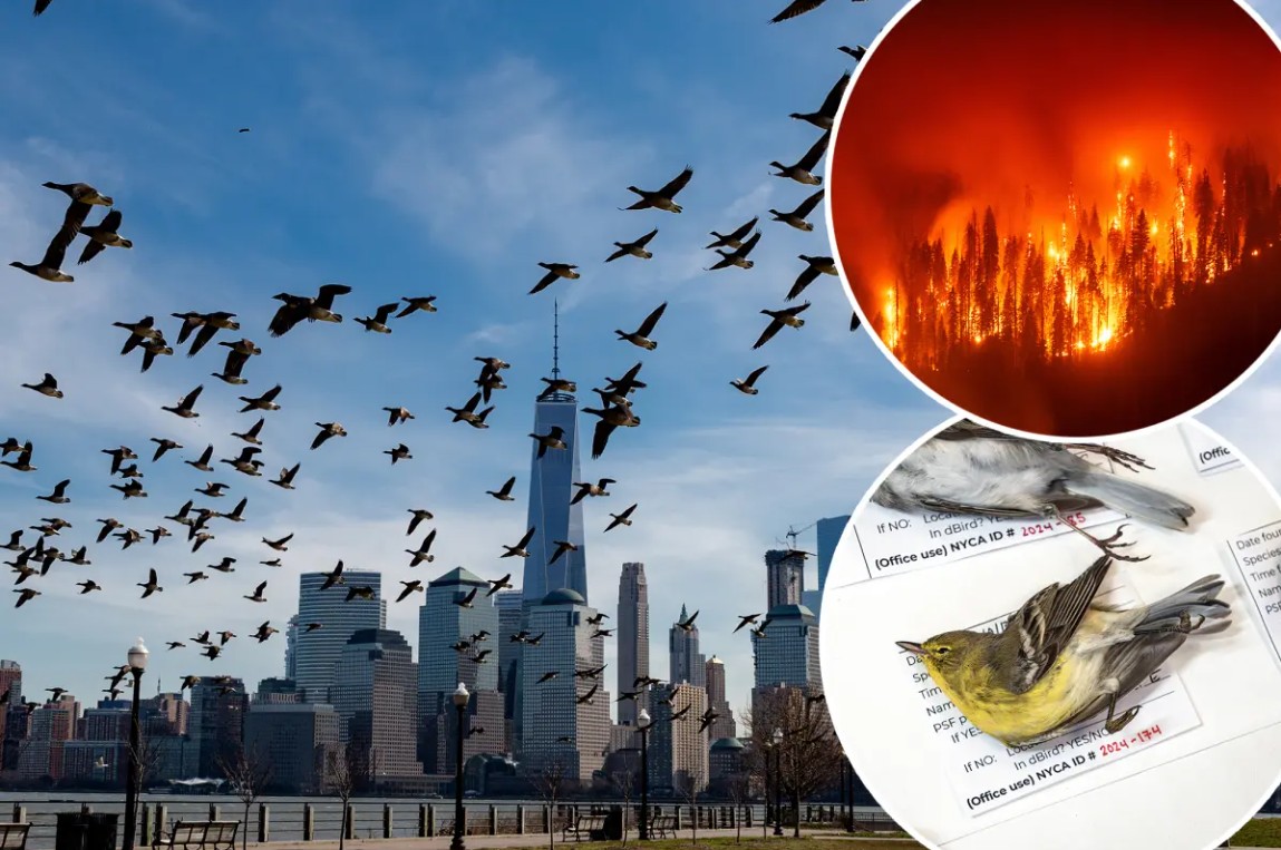 Hàng triệu con chim có hành vi lạ trên bầu trời, nhà khoa học cảnh báo: Dấu hiệu chẳng lành cho nhân loại- Ảnh 2.
