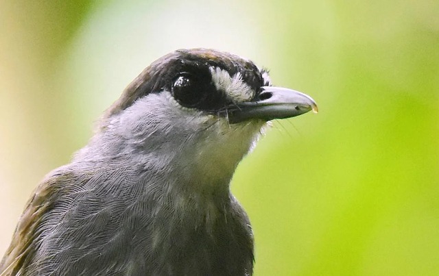 Lần theo manh mối được cung cấp tới vách đá, chuyên gia hân hoan tìm thấy loài