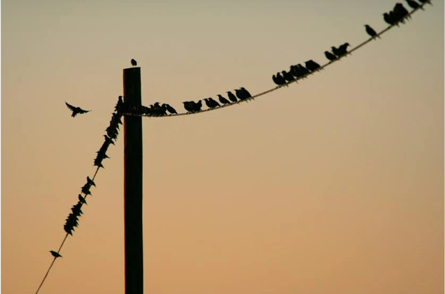 Hàng nghìn con chim đen phủ kín trụ điện ở Nhật Bản: Hiện tượng thiên nhiên hay lời cảnh báo?- Ảnh 4.