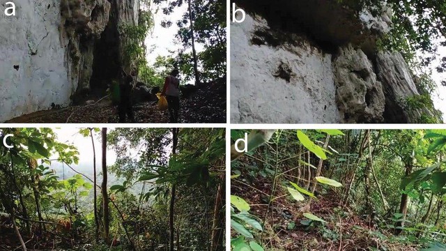 Lần theo manh mối được cung cấp tới vách đá, chuyên gia hân hoan tìm thấy loài