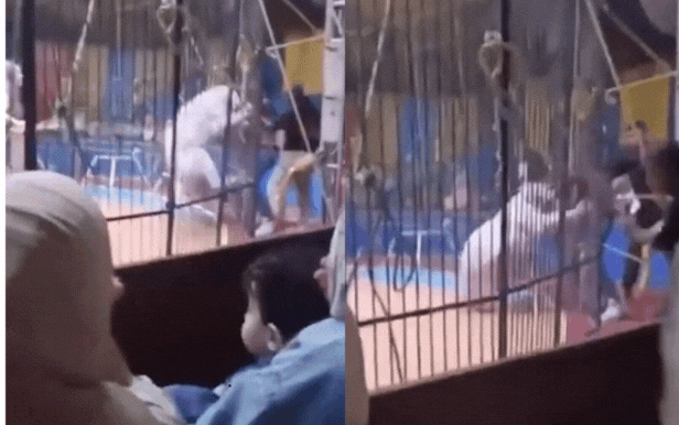 Hổ nổi điên cắn nát tay nghệ sĩ xiếc ngay trong buổi biểu diễn, đám đông khán giả hoảng loạn chứng kiến- Ảnh 2.