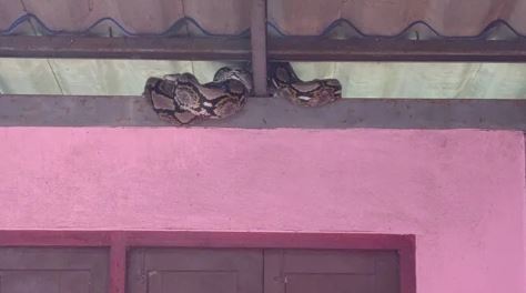 Chứng kiến cảnh tượng kinh hoàng trong bếp, cụ bà 74 tuổi sợ hãi đến mất ngủ- Ảnh 1.