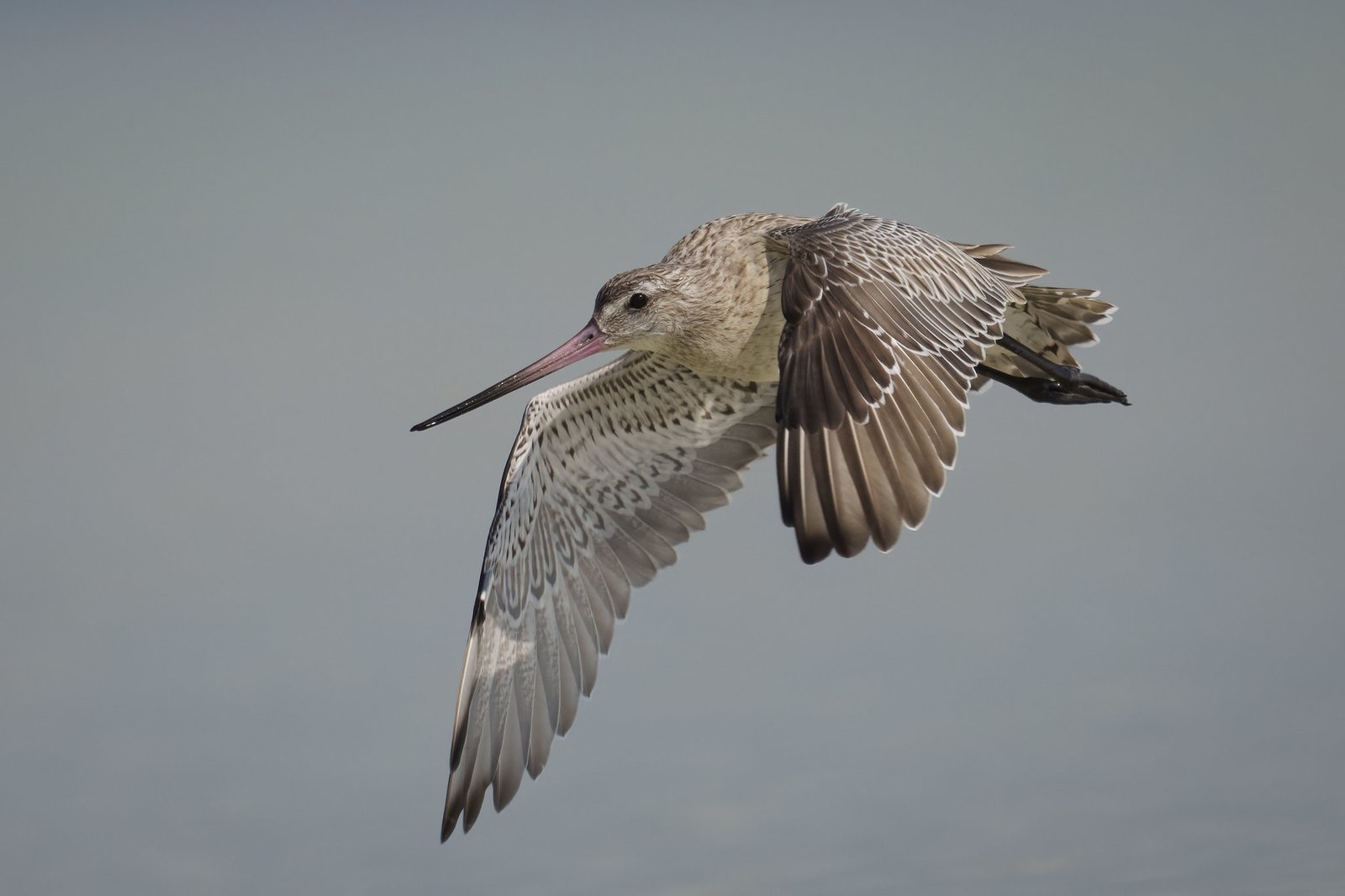 Loài chim bay liền 11 ngày không ăn uống, vượt 13.560 km và sống sót nhờ ăn nội tạng của chính mình- Ảnh 3.