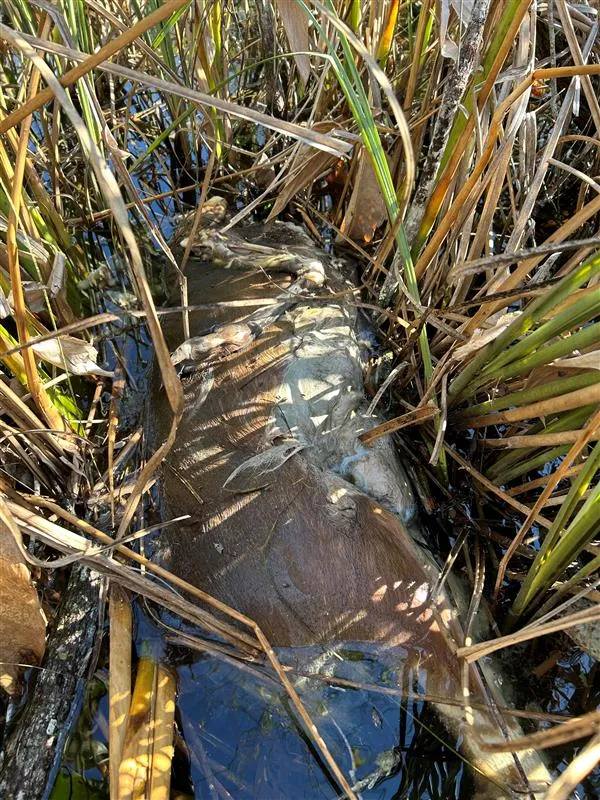 Khoảnh khắc trăn khổng lồ nôn ra cả một con hươu gây chấn động- Ảnh 2.