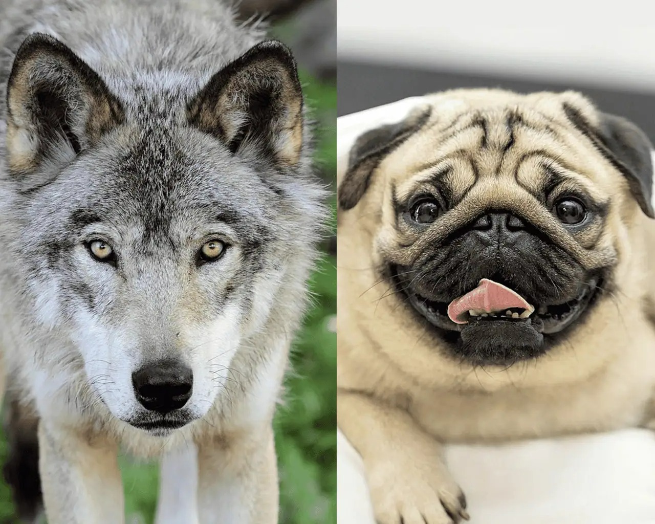 Sự thật ngỡ ngàng: Đến Chihuahua cũng mang dòng máu Sự thật ngỡ ngàng: Đến Chihuahua cũng mang dòng máu