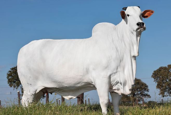 Con bò đắt nhất thế giới giá 105 tỷ đồng có gì đặc biệt?- Ảnh 1. Con bò đắt nhất thế giới giá 105 tỷ đồng có gì đặc biệt?- Ảnh 1.