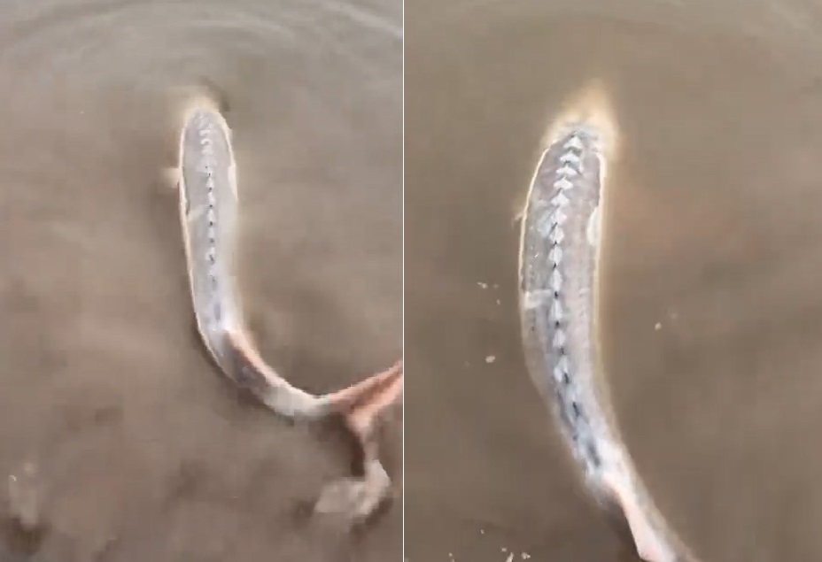 Câu được con cá màu trắng, người đàn ông sợ hãi thả lại sông- Ảnh 1.