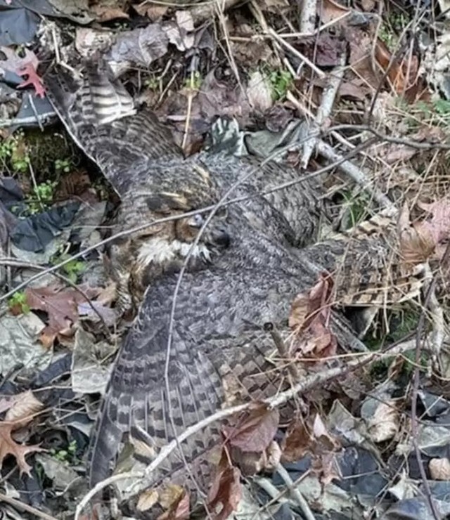 Chó cưng hướng đống lá sủa liên tục, người phụ nữ tò mò tới xem thì hốt hoảng phát hiện sinh vật bí ẩn- Ảnh 1. Chó cưng hướng đống lá sủa liên tục, người phụ nữ tò mò tới xem thì hốt hoảng phát hiện sinh vật bí ẩn- Ảnh 1.