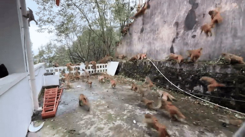 Hàng trăm con khỉ bất ngờ lao xuống núi với tốc độ chóng mặt: Hiện tượng lạ khiến người dân hoang mang- Ảnh 3.