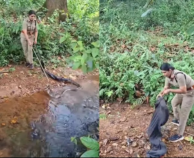 Nữ kiểm lâm một mình bắt sống rắn hổ mang chúa nặng 20kg dài 4,2 m, dân mạng trầm trồ: Nể phục quá!- Ảnh 2.