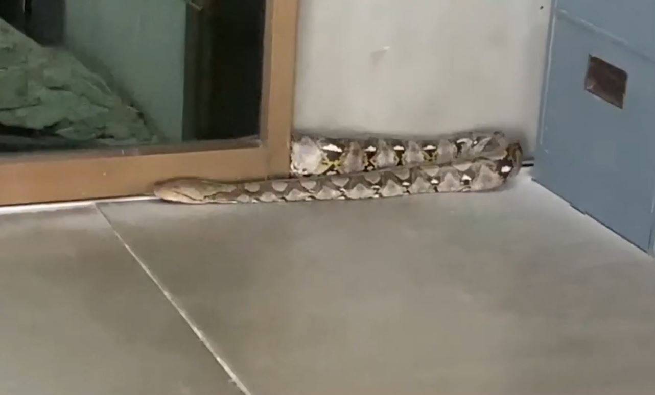 Bức tường phát ra tiếng động, người dân bỏ chạy khi thấy thứ đáng sợ- Ảnh 1. Bức tường phát ra tiếng động, người dân bỏ chạy khi thấy thứ đáng sợ- Ảnh 1.