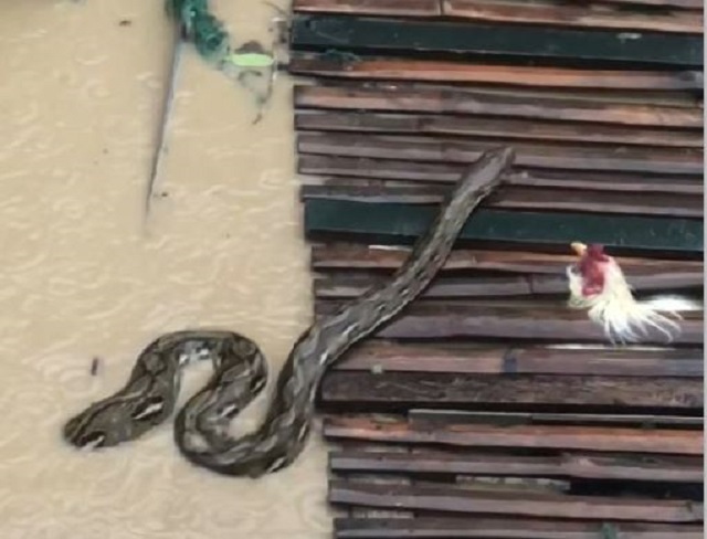 Người dân sốc nặng khi thấy cảnh tượng đáng sợ trong dòng nước lũ- Ảnh 1. Người dân sốc nặng khi thấy cảnh tượng đáng sợ trong dòng nước lũ- Ảnh 1.